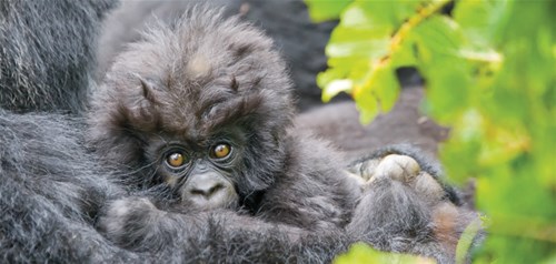 Gorillas Through The Mist